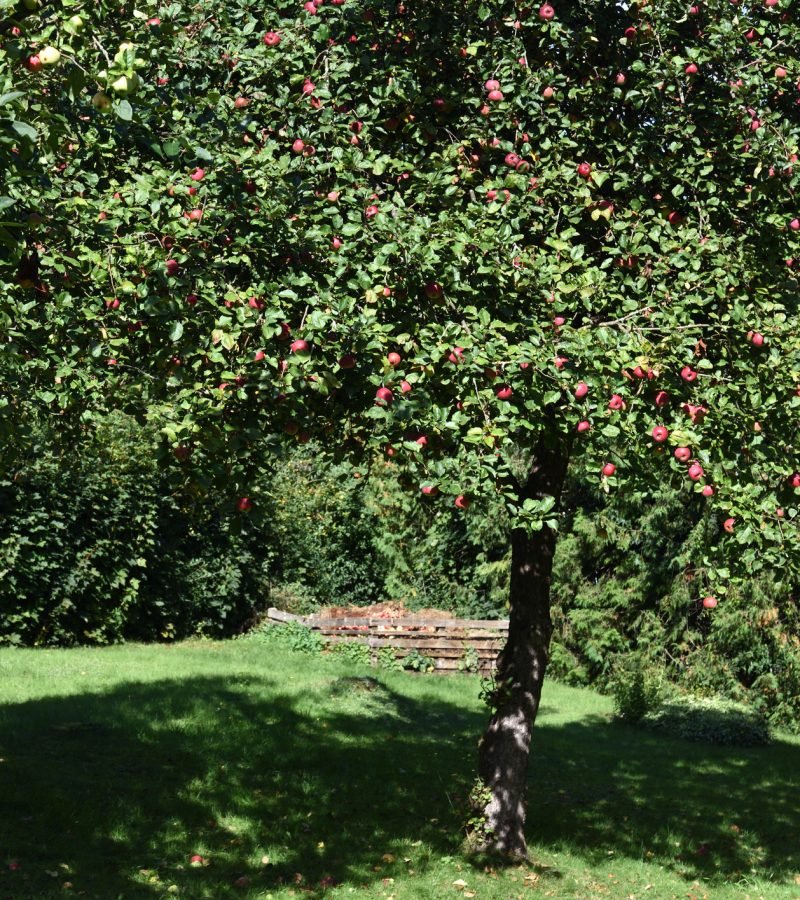 Obstbaumschnitt Baumpflege Tübingen